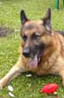 Photo du chien Berger Allemand Nike ayant servi de modle pour le portrait